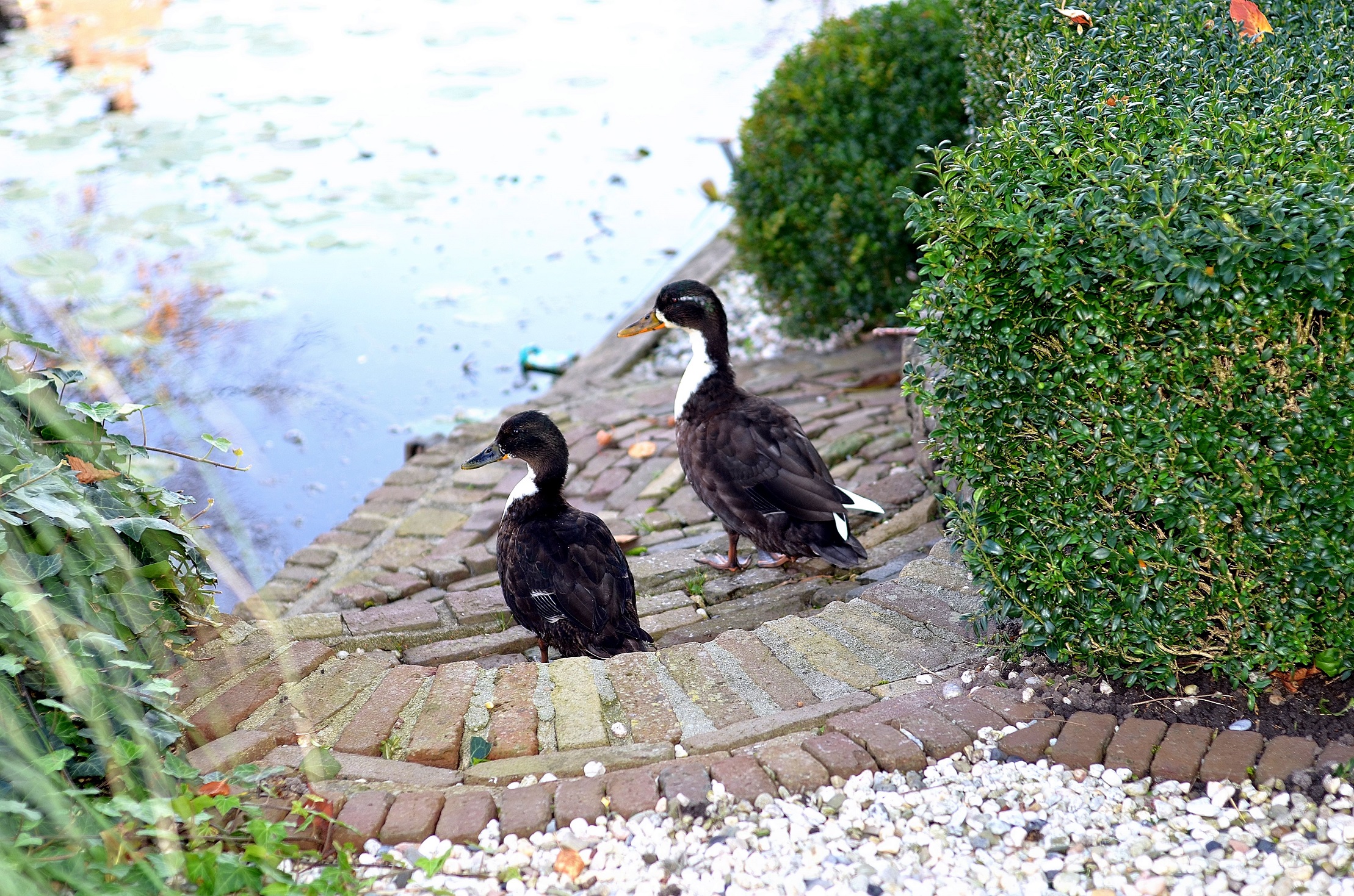 Little ducklings, eendjes